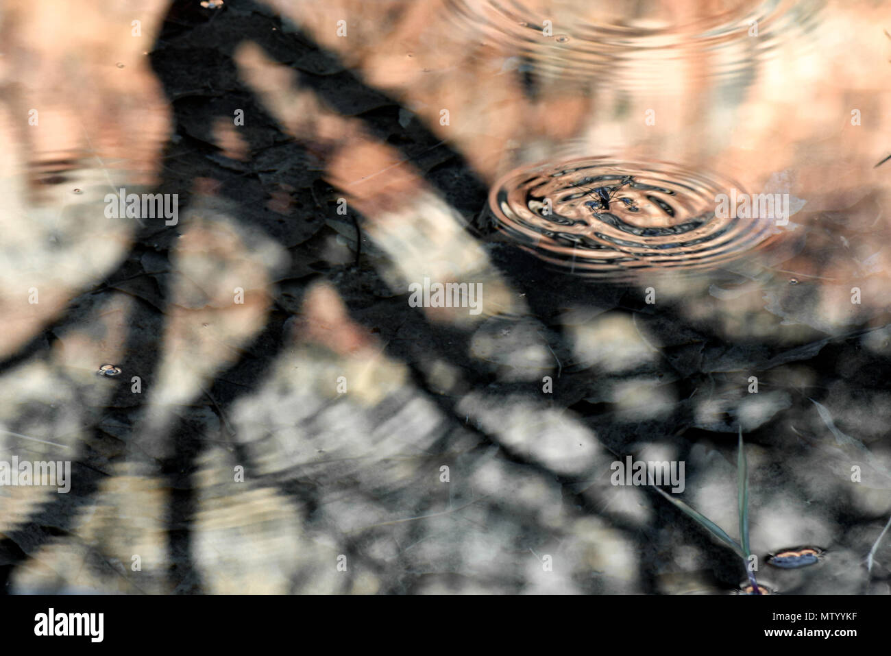 Strider de l'eau marchant sur la surface de l'eau, Utah, États-Unis Banque D'Images