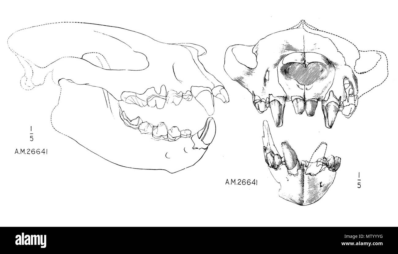 . Crâne d'Sarkastodon mongolensis . 1938. W. Granger 543 Sarkastodon scull AMNH Banque D'Images