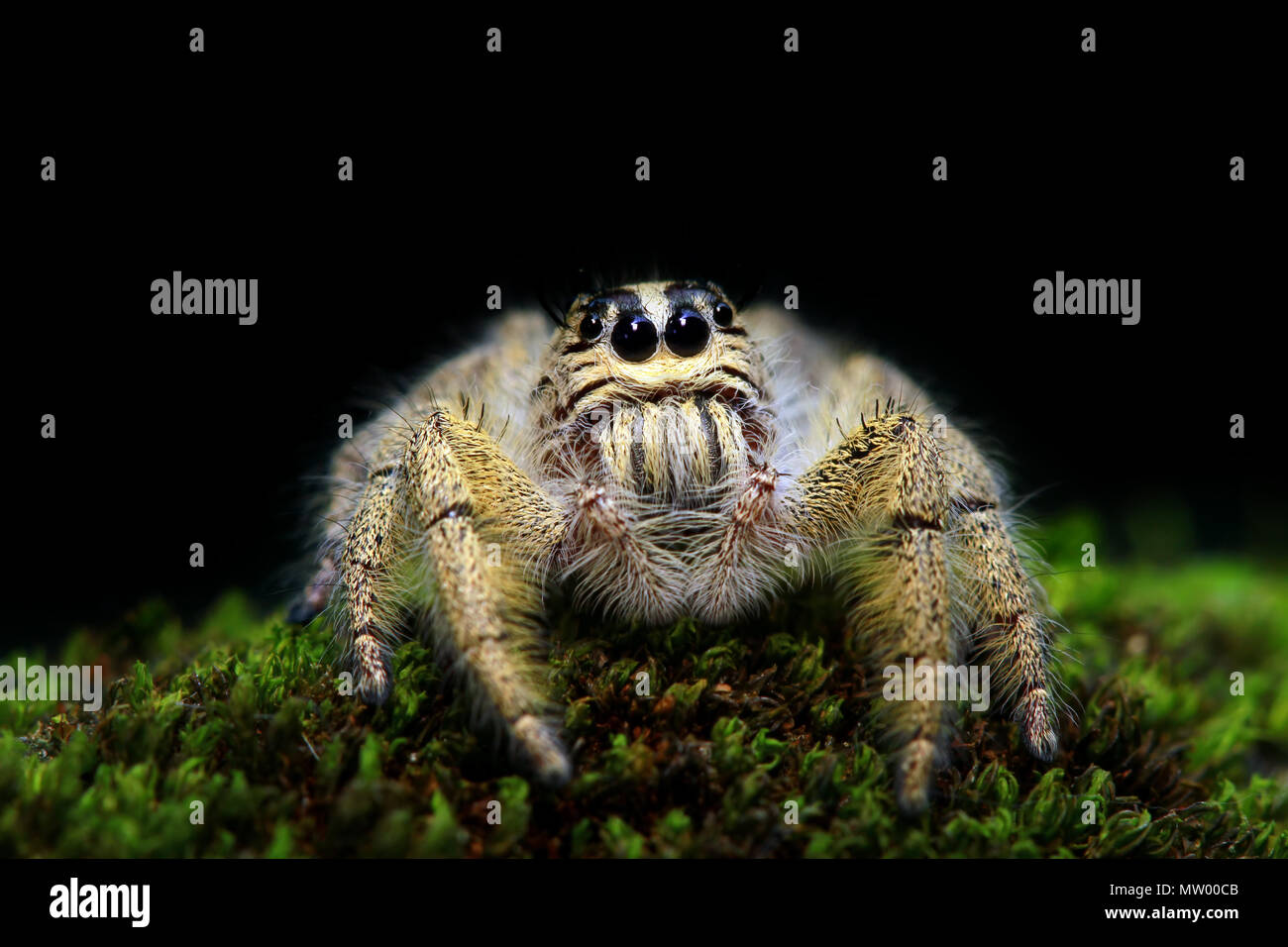Close-up d'une araignée sauteuse Banque D'Images