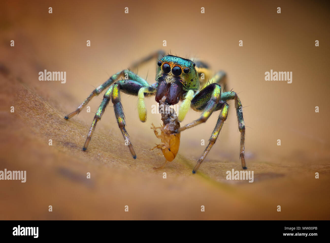 Araignée sauteuse avec les proies, Batam, Indonésie, Kepulauan Riau Banque D'Images