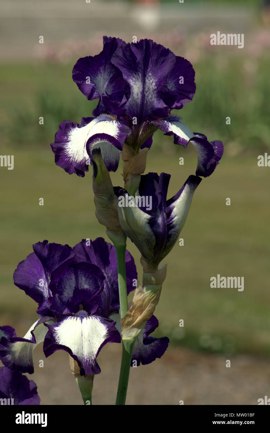 Mauve et blanc iris, iris germanica Photo Stock - Alamy