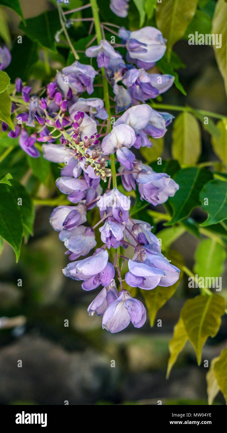 Gros plan de fleurs de glycine 1. Banque D'Images