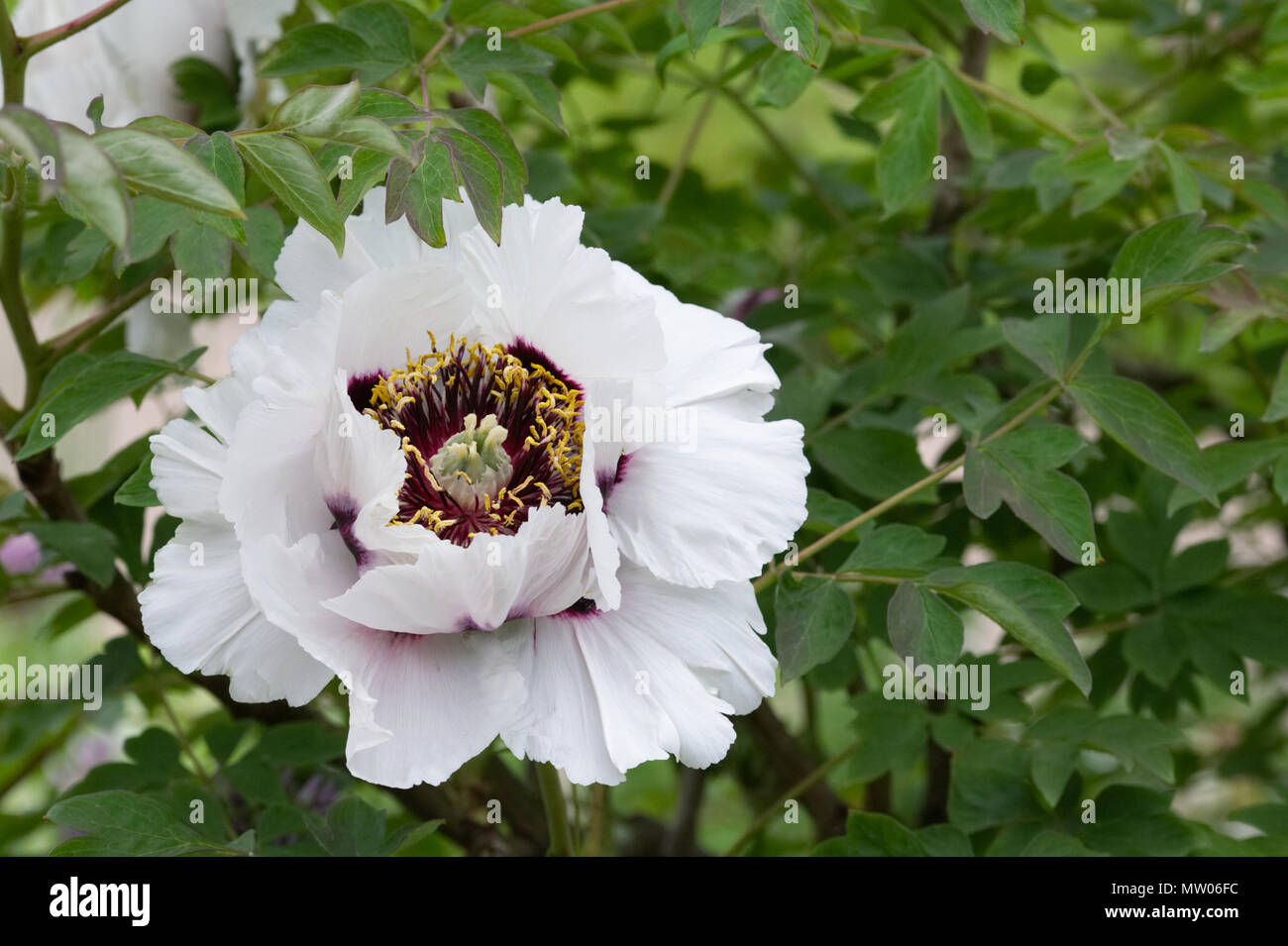 Paeonia (Gansu) Groupe Ascot House Banque D'Images