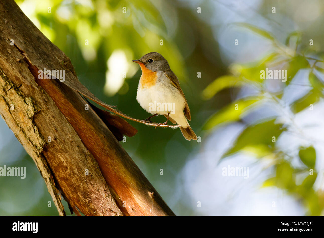 Red-breasted Flycatcher (Ficedula parva). mâle. La Russie, Moscou. Banque D'Images