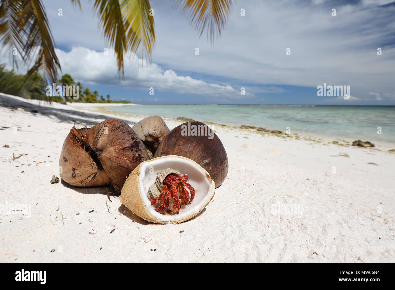 L'ermite de fraise et noix de coco sur la plage de sable blanc, l'île Christmas, Kiribati Banque D'Images