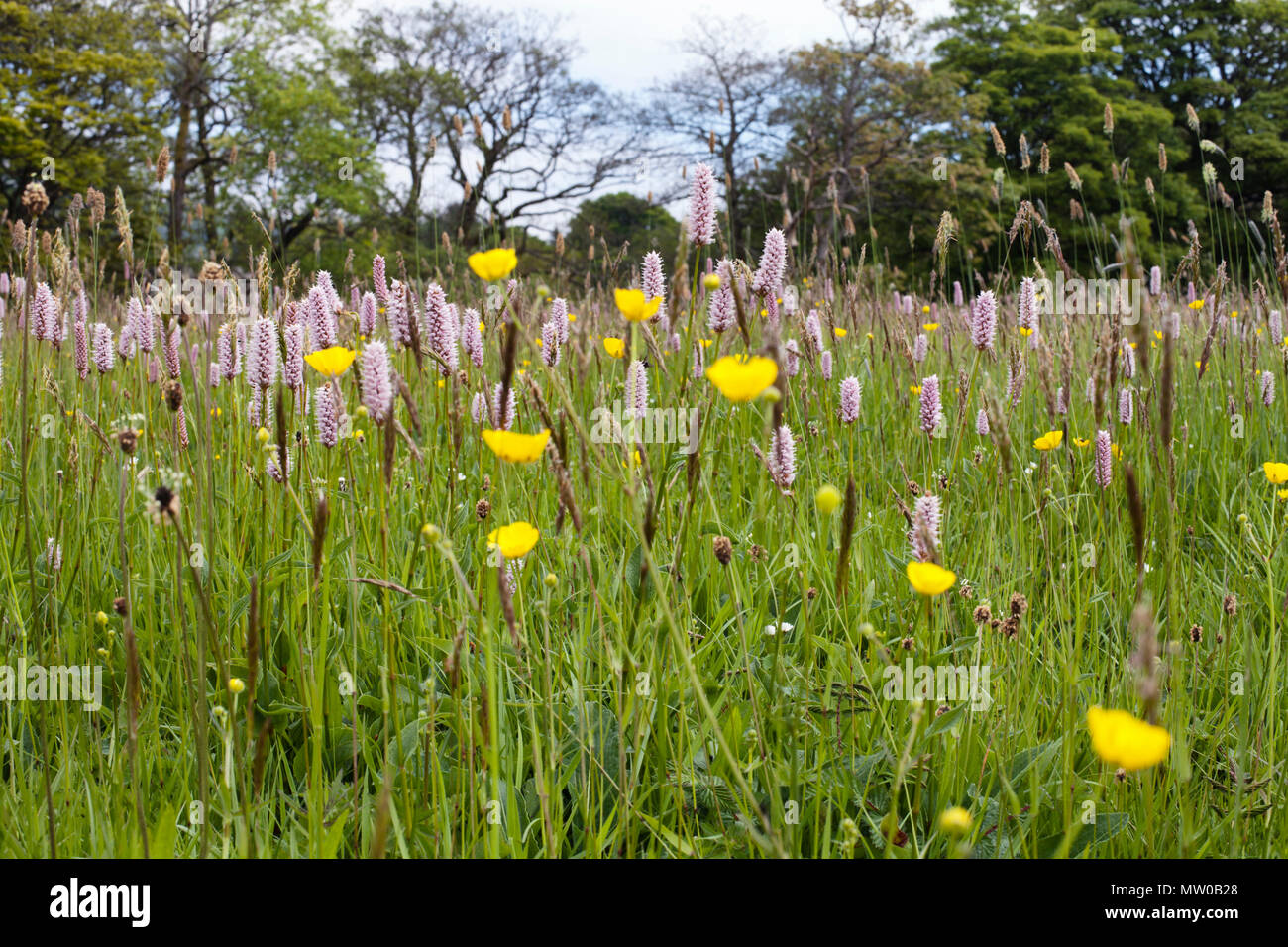 Pré de fleurs sauvages à proximité de la xt Alderney Hawes Yorkshire Dales Banque D'Images