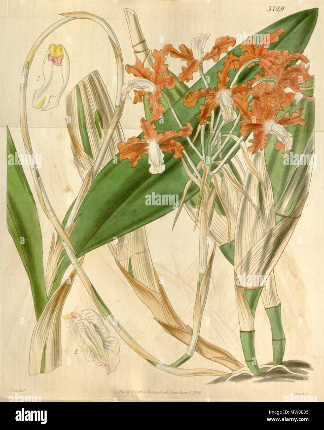 . Illustration du Schomburgkia crispa (syn. de Diplocentrus marginata) Cette illustration est décrite par Hooker comme : Schomburgkia sepalisque immarginatis petalis var. marginata (chomburgkia «avec marge, variété a pétales et sépales sans victoire', qui semble quelque peu paradoxal). Cependant, 4 ans plus tard à Edwards's Botanical Register vol. 30 tab. 23 Lindley a écrit (dans son article sur S. crispa, texte ici) qu'il avait identifiés par erreur cette plante comme var. marginata de Hooker pour : 'Bien que l'auteur de l'espèce (S. crispa), je dois plaider coupable d'avoir un jour, (bot. Reg. misc. F Banque D'Images