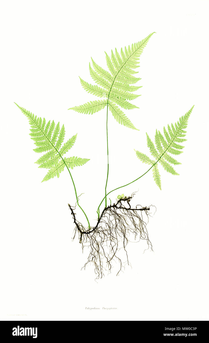 . La plaque du livre . 1857. par Thomas Moore ; édité par John Lindley ; nature-imprimé par Henry Bradbury. 480 Phegopteris connectilis Moore4 Banque D'Images