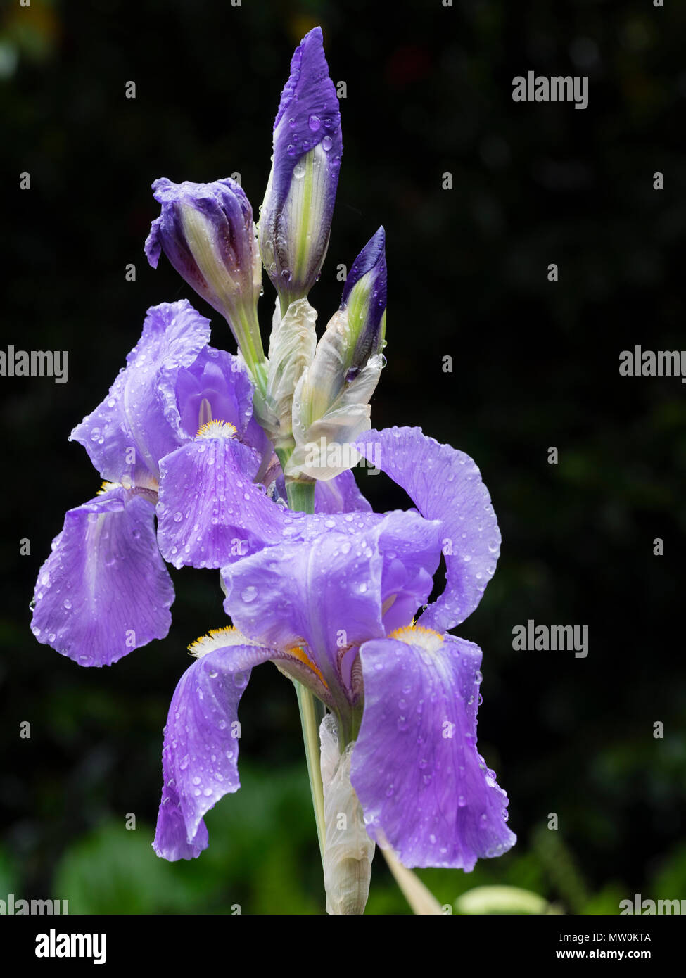 Fleurs bleu élégant de l'hémérocalle jaune Dalmation iris, Iris pallida 'Variegata' Banque D'Images
