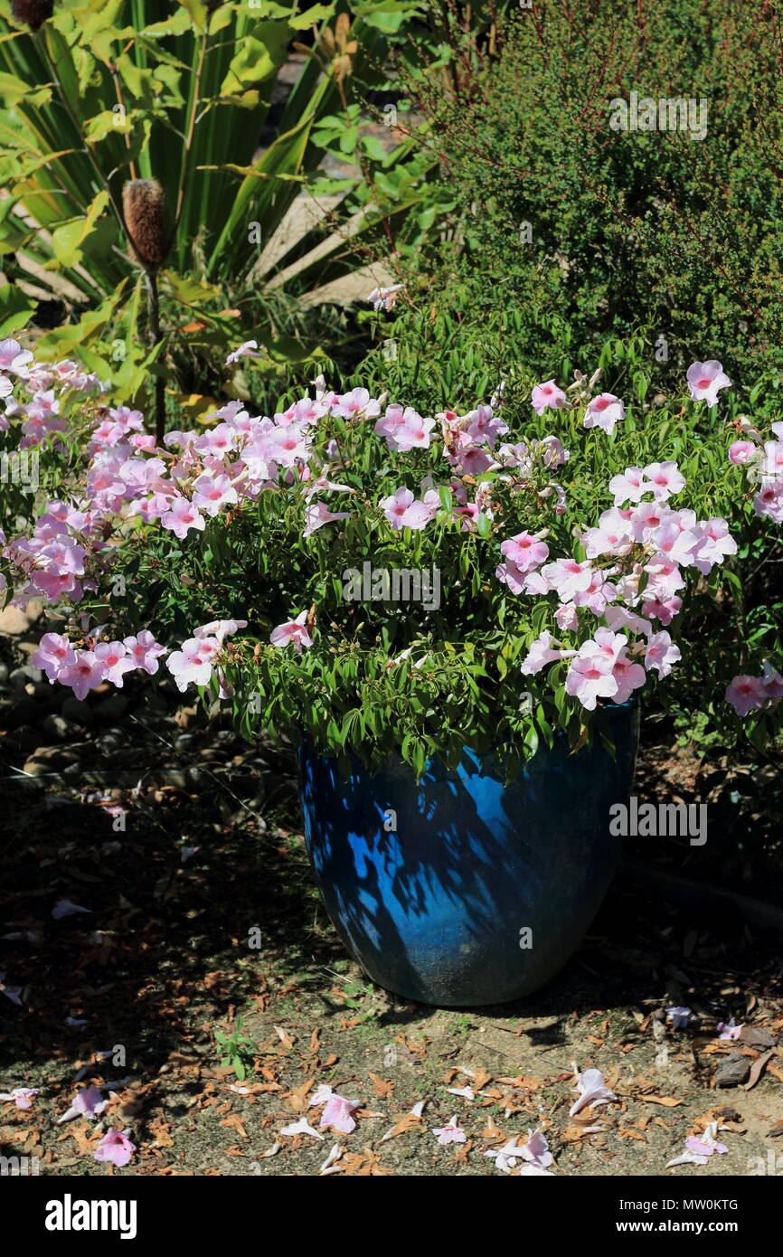 Pandorea jasminoides ou connu sous le nom de la beauté, bower bower bower plant de vigne ou Banque D'Images