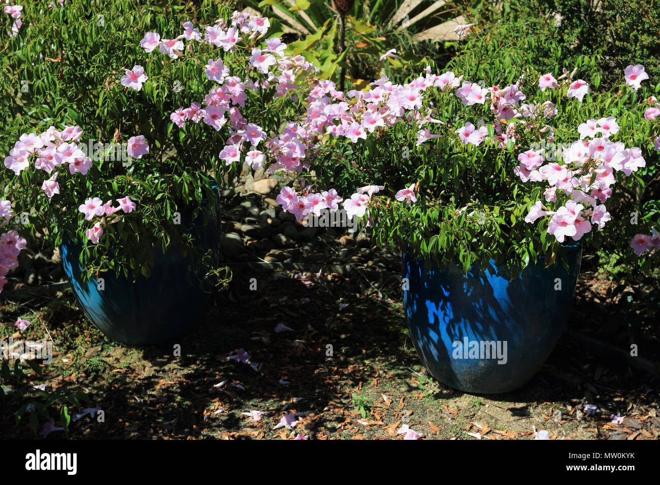 Pandorea jasminoides ou connu sous le nom de la beauté, bower bower bower plant de vigne ou Banque D'Images