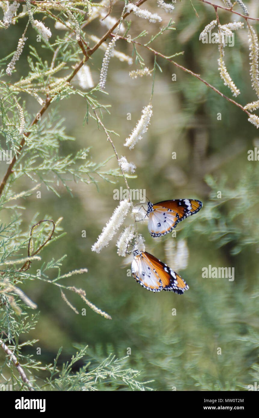 Deux beaux papillons blanc et brun qui pendait de la floraison des fleurs blanc soft arbre vert. Banque D'Images