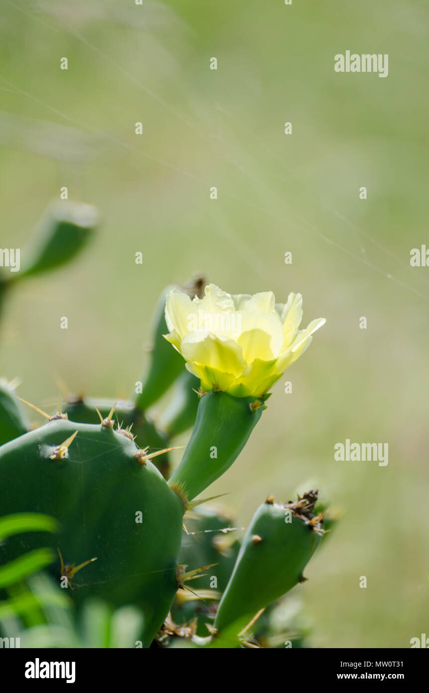 Macro closeup de petit jaune fleur de cactus avec bokeh doux vert dans la nature. Banque D'Images