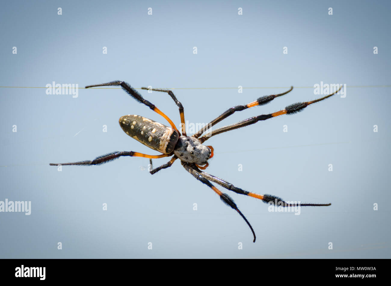 Noir et orange de l'Afrique de l'géant accroché dans spider spider web contre le ciel au Sénégal. Banque D'Images