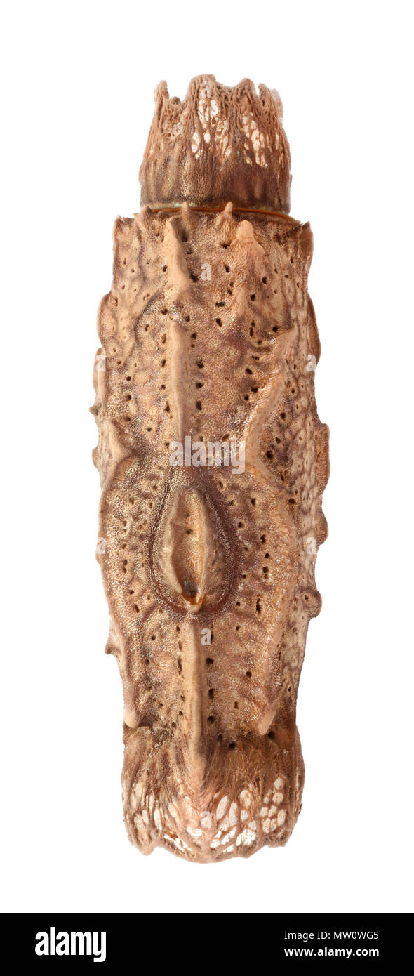 Œuf de stick insectes - Pterinoxylus crassus Banque D'Images