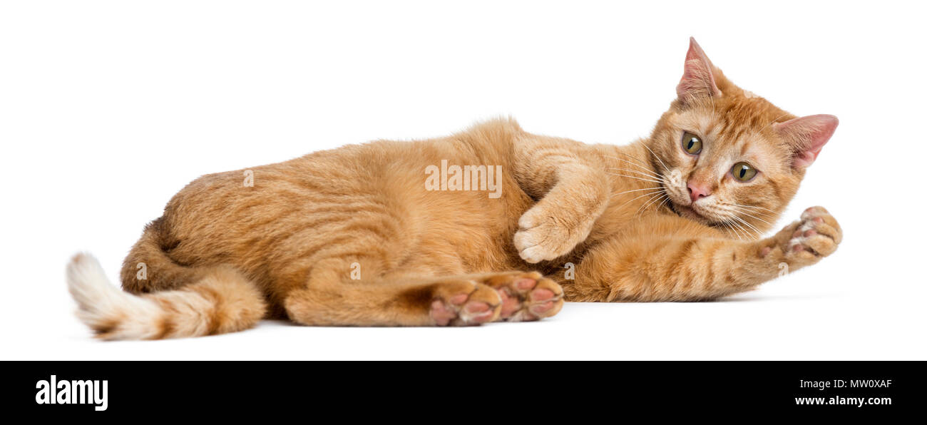 Chat couché sur le dos, isolated on white Banque D'Images