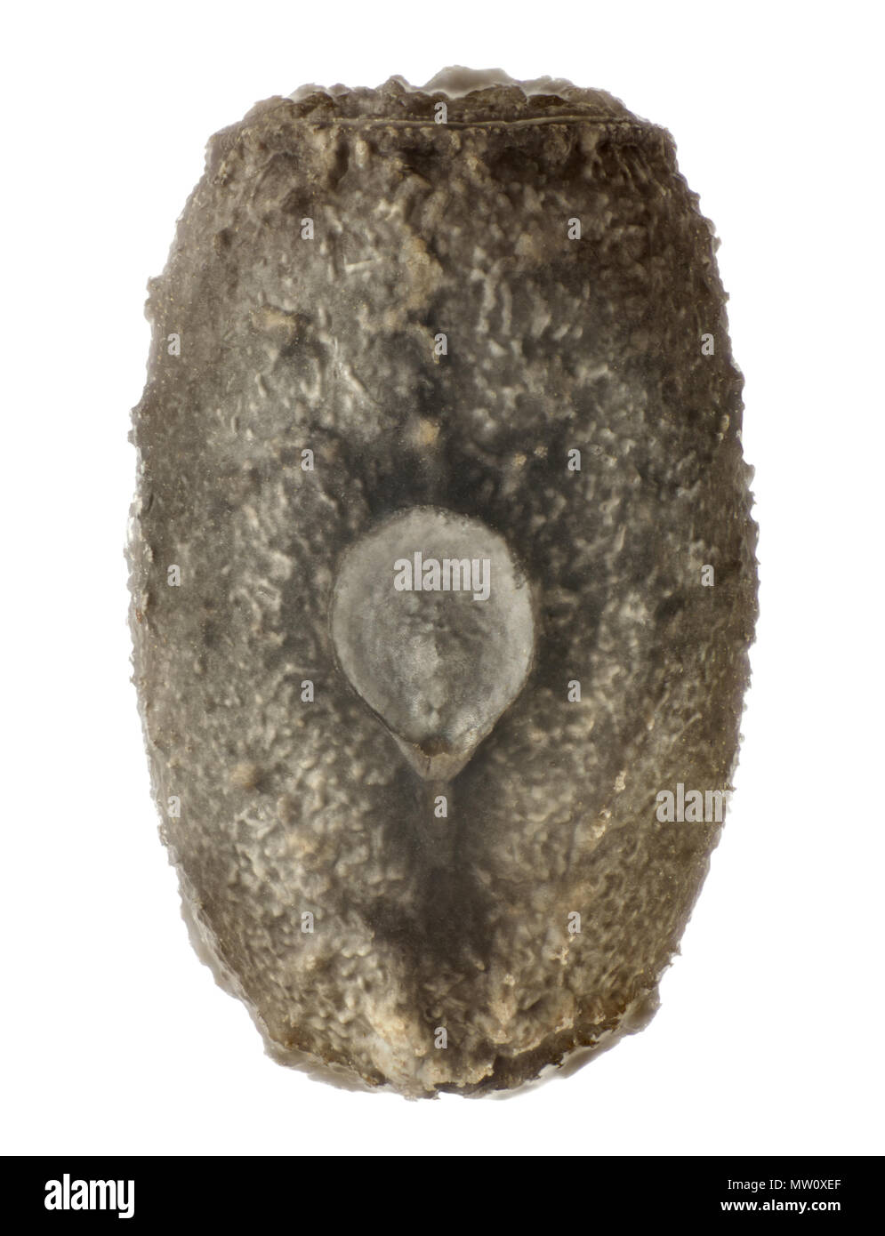 Phasme à rayures rouges, l'œuf de l'Anisomorpha monstrosa 3.1 mm, isolated on white Banque D'Images