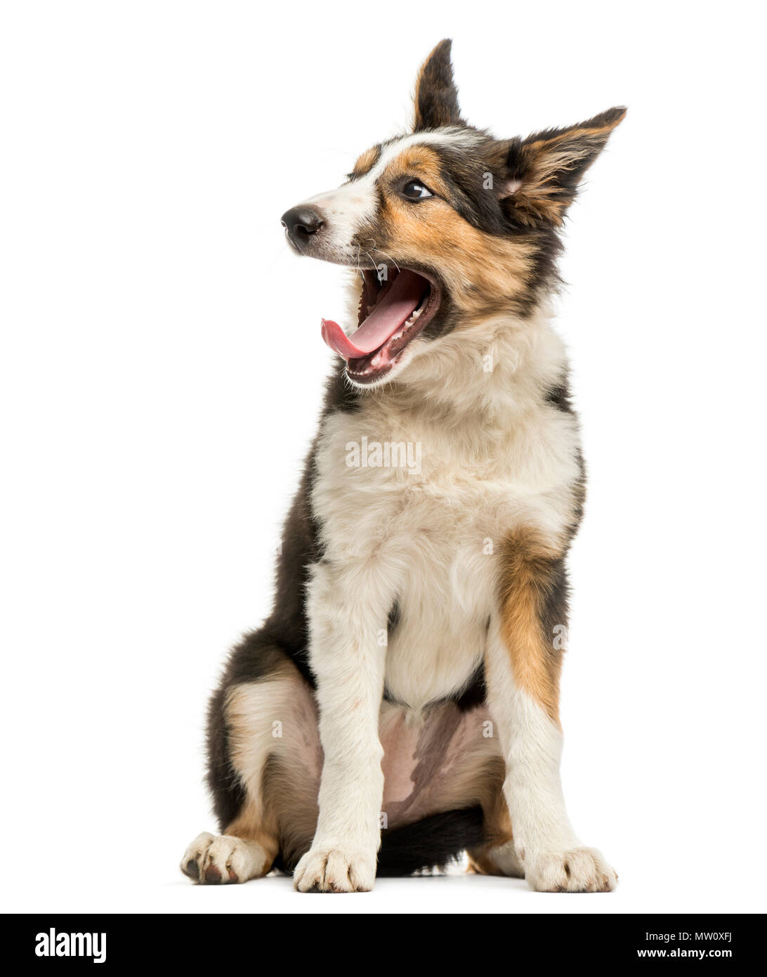 Border Collie sitting, bâillements, isolated on white Banque D'Images