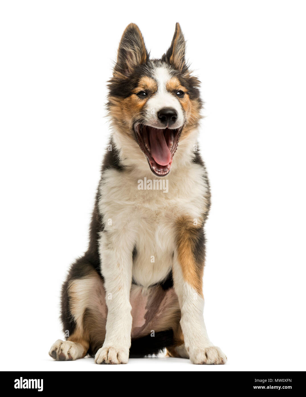 Border Collie sitting, bâillements, isolated on white Banque D'Images