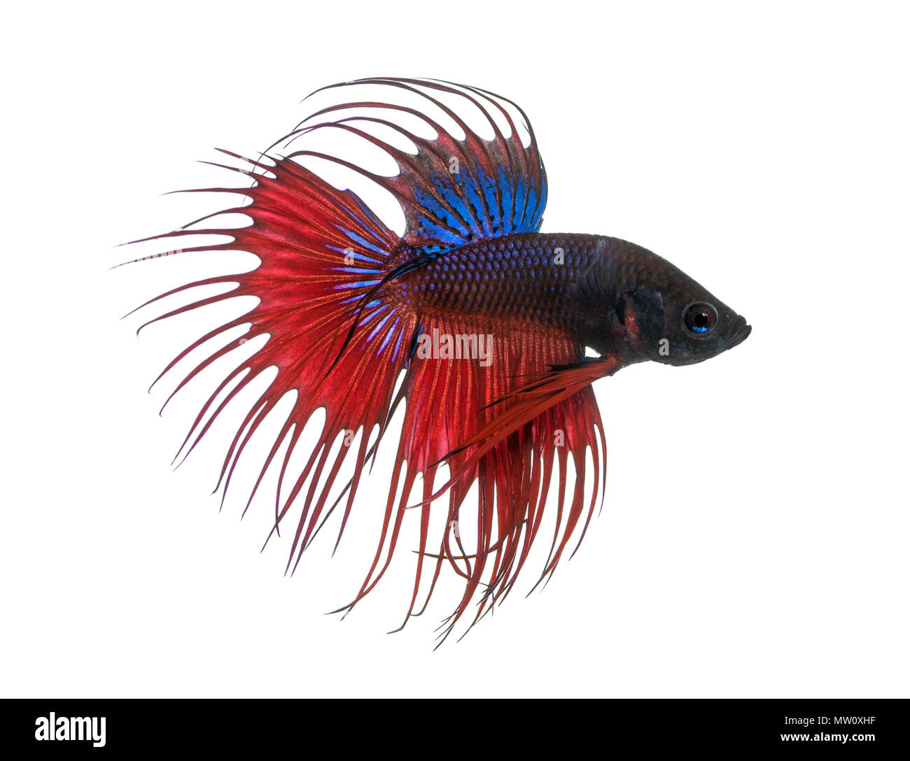 Vue latérale d'un poisson de combat siamois, Betta Splendens, isolated on white Banque D'Images