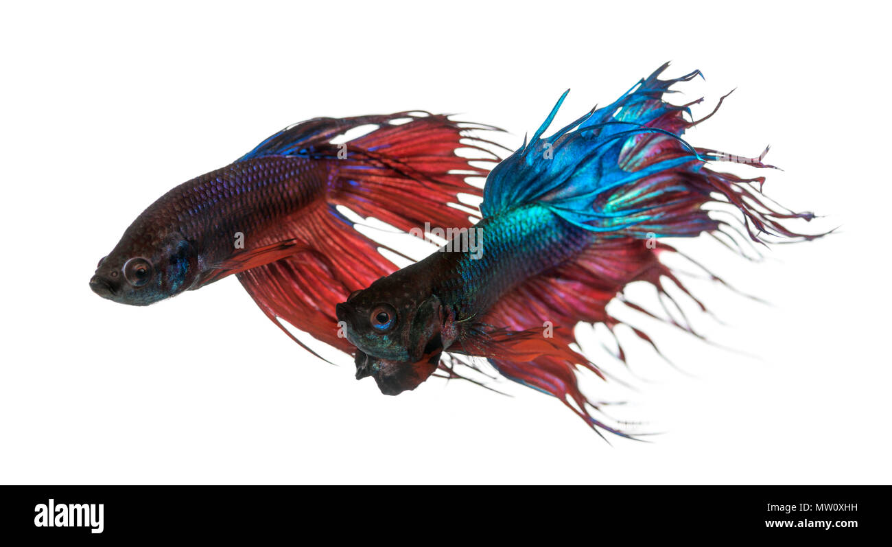 Deux Siamois combats poissons, Betta Splendens, isolated on white Banque D'Images