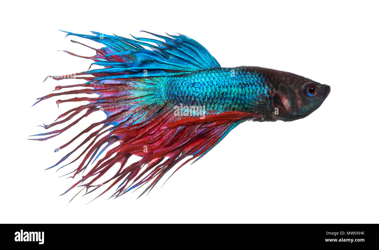 Vue latérale d'un poisson de combat siamois, Betta Splendens, isolated on white Banque D'Images