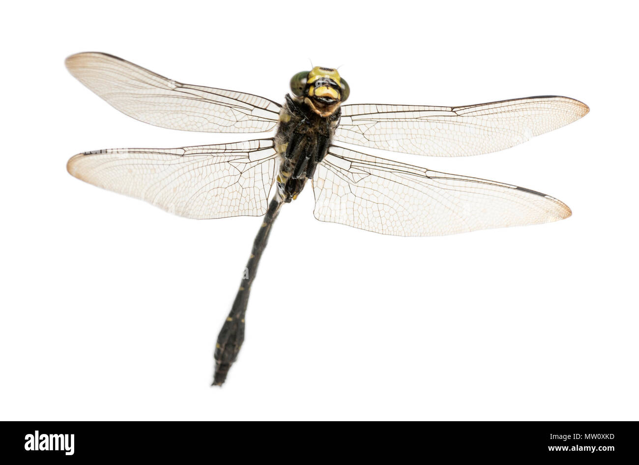 Flying Cordulegaster bidentata vu du dessous, isolated on white Banque D'Images