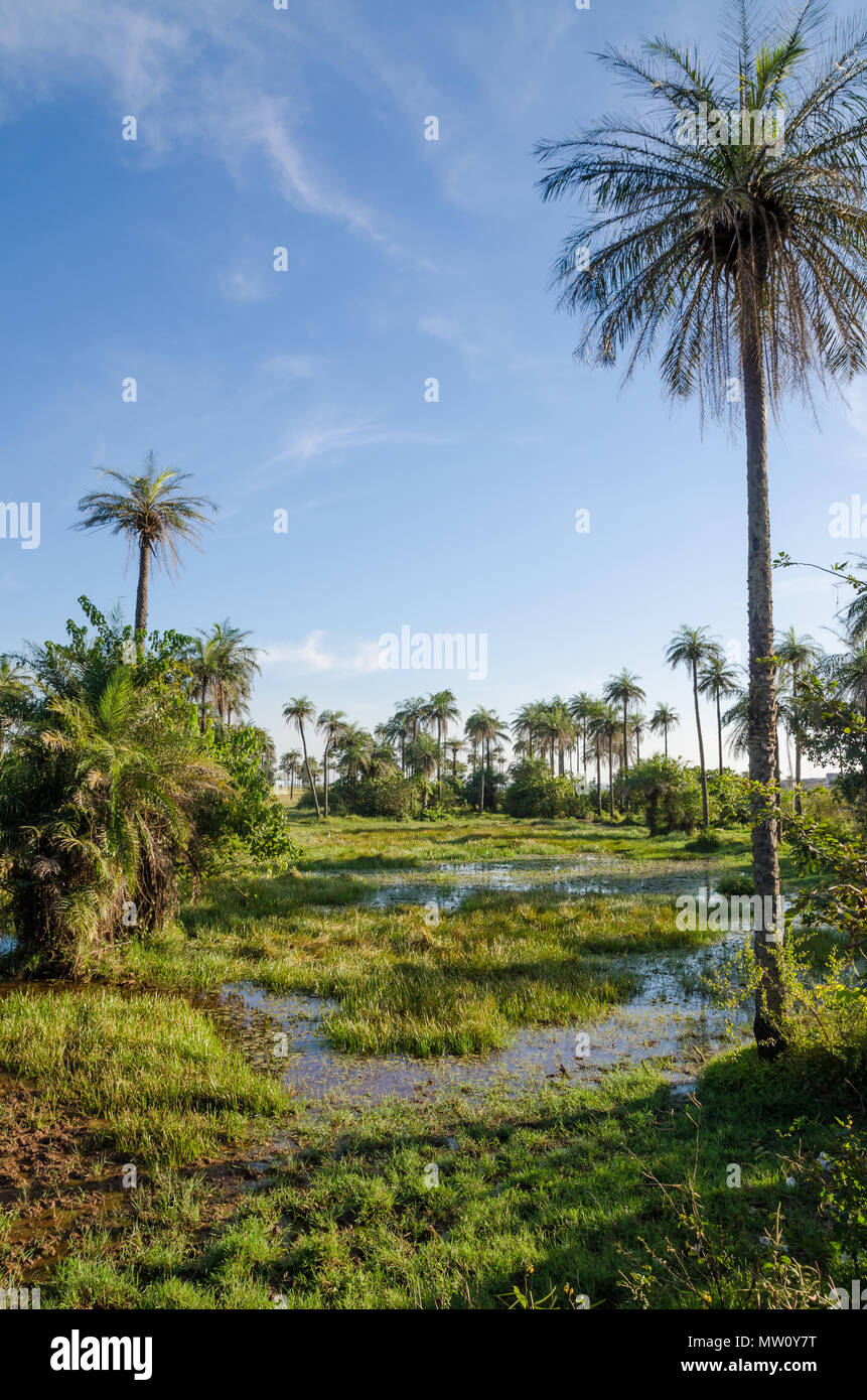 Les zones humides tropicales magnifiques avec palmiers et de lumière douce sur fond de ciel bleu, Kafountine, Casamance, Sengal, Afrique. Banque D'Images