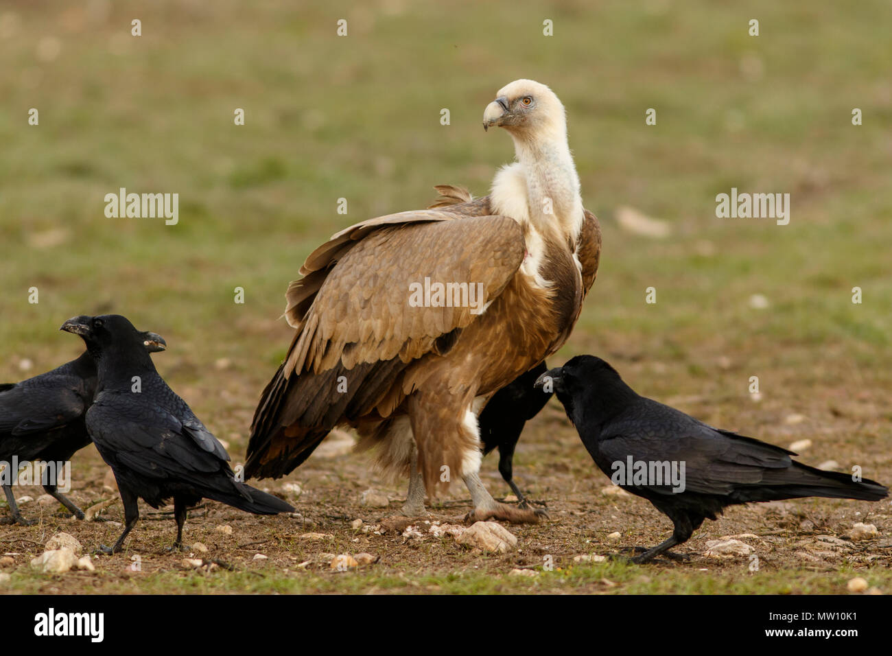 Vautour fauve (Gyps fulvus), l'alimentation, la Castille et Leon, Espagne. Banque D'Images