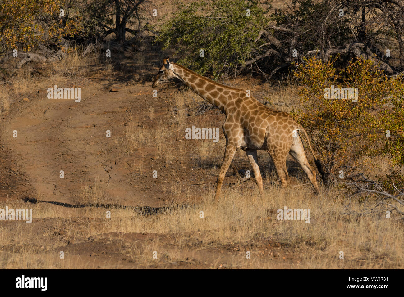 Girafe d'Afrique du Sud à Mashatu Game Reserve au Botswana Banque D'Images