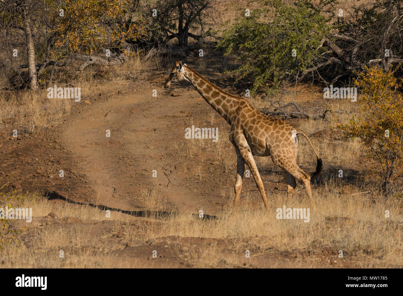 Girafe d'Afrique du Sud à Mashatu Game Reserve au Botswana Banque D'Images