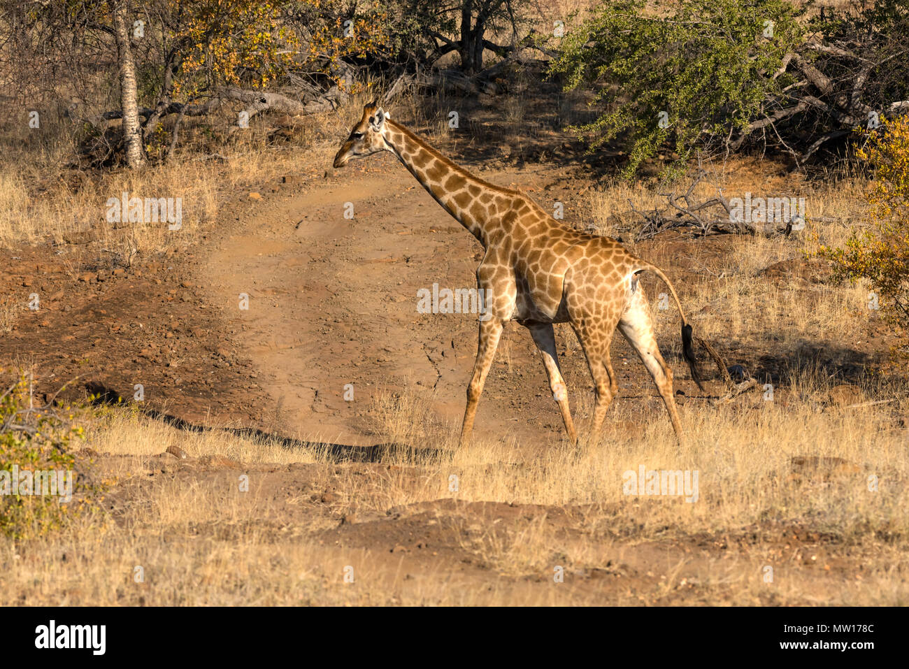 Girafe d'Afrique du Sud à Mashatu Game Reserve au Botswana Banque D'Images