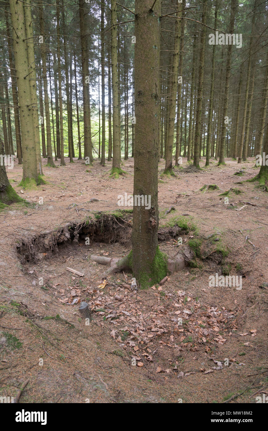 Bois Jacques des trous dans la forêt d'Ardenne près de Foy Belgique Banque D'Images