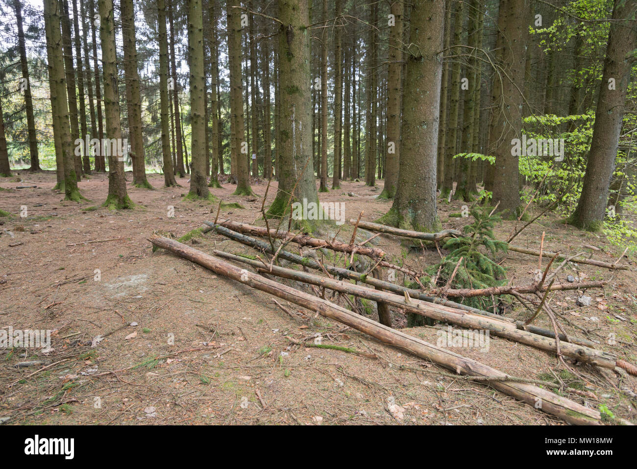 Bois Jacques des trous dans la forêt d'Ardenne près de Foy Belgique Banque D'Images