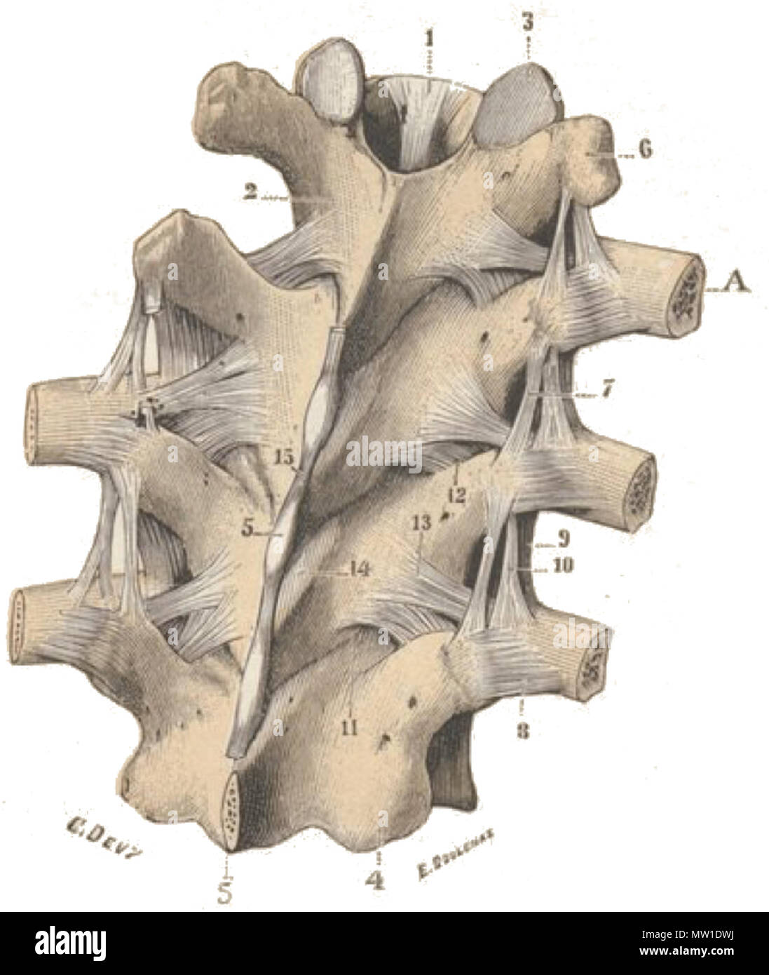 . English : Articulations des vertèbres entre elles et les articulations des côtes avec le racliis, vue postérieure. -13, ligamenvtertébraclommupnostérieu,-r. Lamesvertébrales inféraiepuorpeh,2.-sy.5SE, un iculairessupérieure,srt5-s. Apophysaersticulaires,4 -7 ligamenitnstearptroapnhsyvseeérsspainire,-EG8s,,e-s. 6. apophystersansverses,postérieur-. Ligamenctosto translvigearsmaeirnectosto,9-faisceaauccessoireexterne-transversaire. ligamenstuspérieuar,11-,vec10 ligamentcsosto lamellai,fils de-res1.i- ligament,jaunes.-12et 13, mentsurépineux. interépineu-x.15 ligaveine,. 2 novembre 2013, 10:30:16. Testut, L Banque D'Images