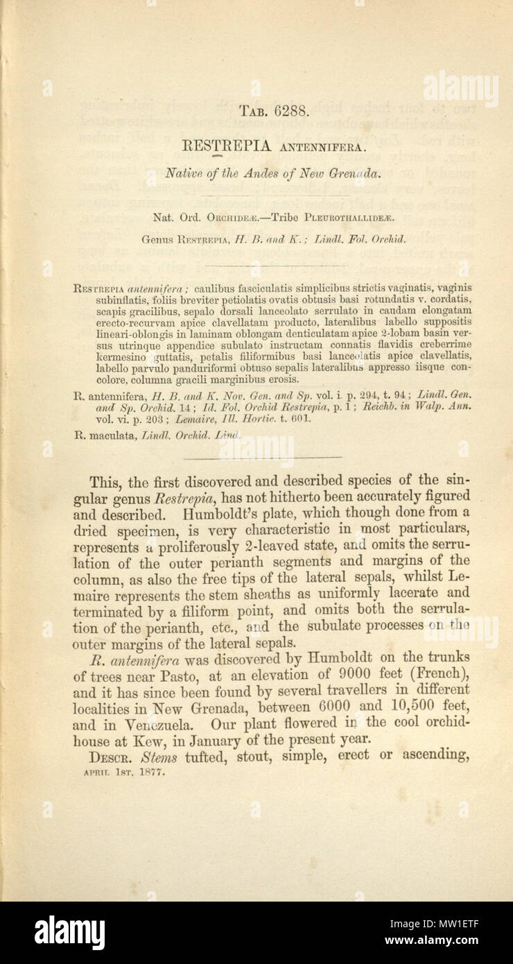 . Description page de Restrepia antennifera (l'illustration est absente de Missouri Botanical Gardens scan) . 1877. Description par Joseph Dalton Hooker (1817-1911) 518 Restrepia antennifera - description page - Curtis' 103 (Ser. N° 3 33) PL 6288 (1877) Banque D'Images