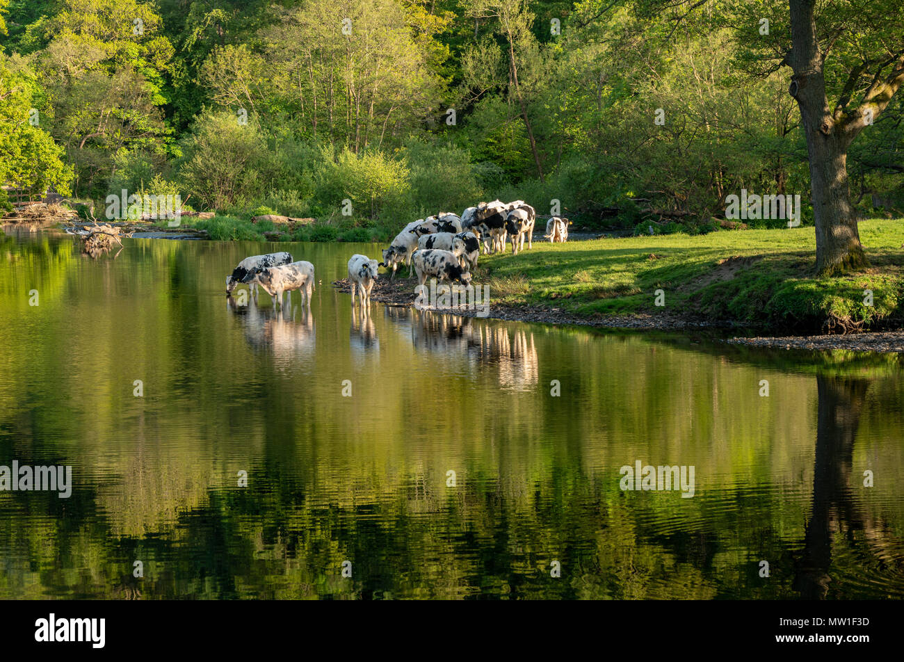 Vaches dans la rivière Dee à l'extérieur du pays de Galles Llangollen Banque D'Images