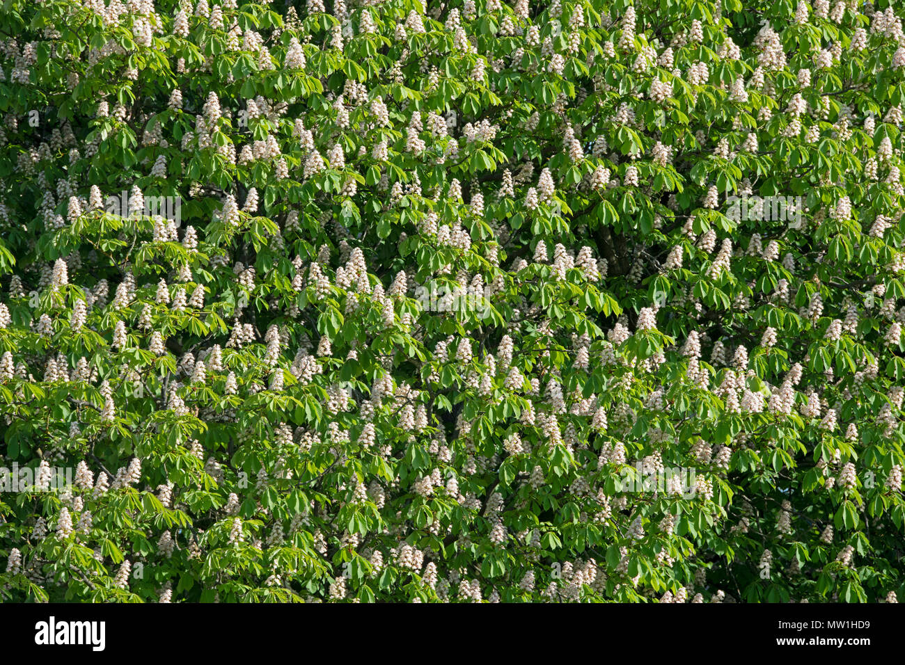 Blossoming Girl (8-9), Hesse, Allemagne Banque D'Images