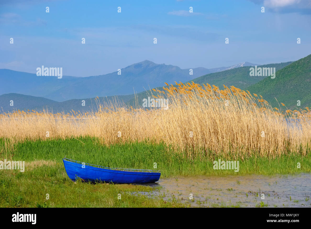 Bateau de pêche bleu en face de roseaux au bord du lac, le Grand lac de Prespa Prespa, Parc National, près de Korça, Albanie Banque D'Images