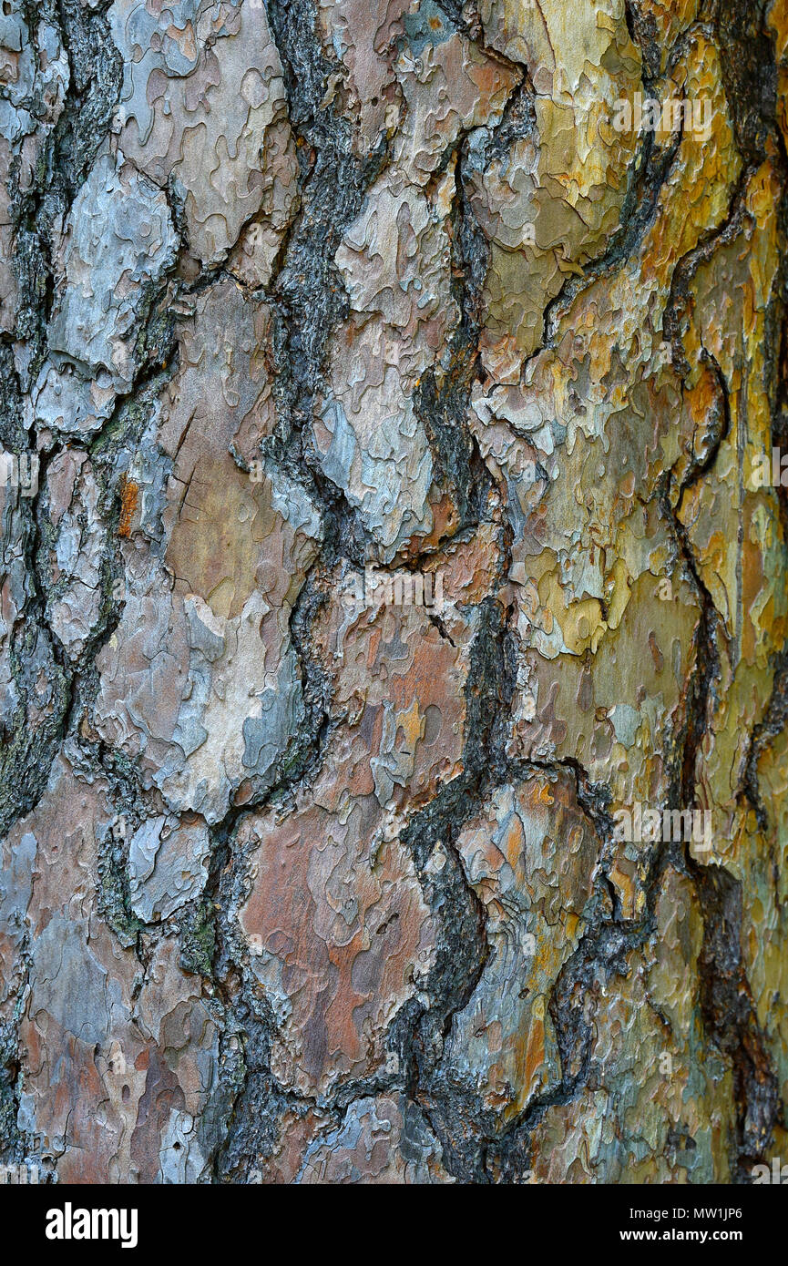 Tronc d'un pin sylvestre (Pinus sylvestris), l'écorce, Allemagne Banque D'Images