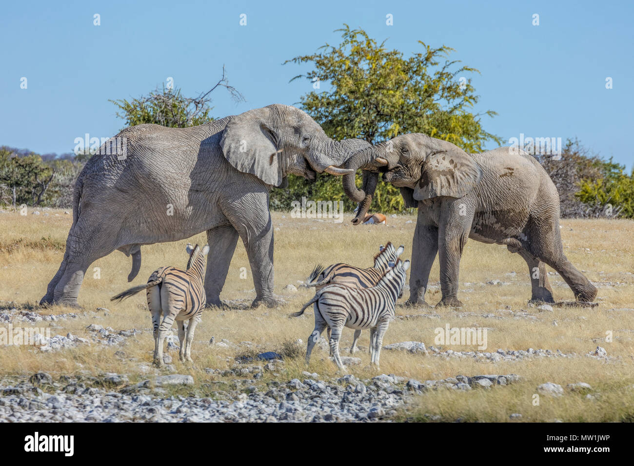 Parc National d'Etosha, Namibie, Afrique Banque D'Images