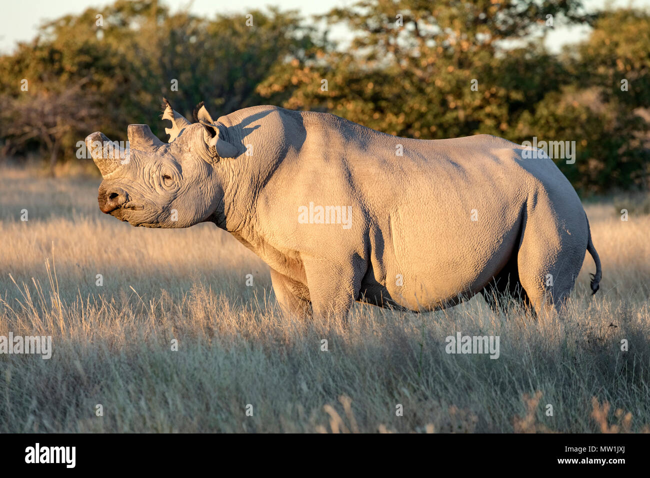 Parc National d'Etosha, Namibie, Afrique Banque D'Images