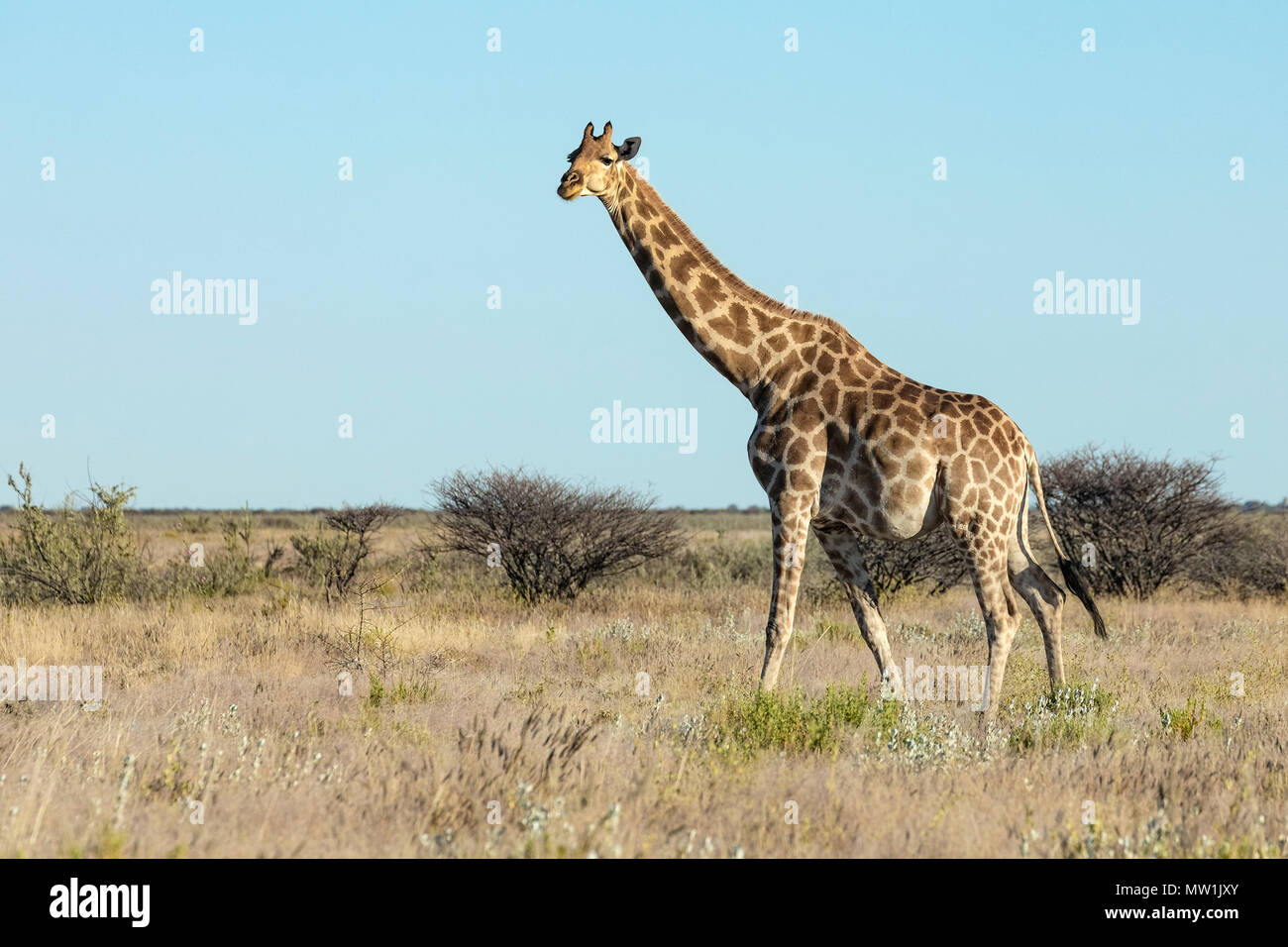 Parc National d'Etosha, Namibie, Afrique Banque D'Images