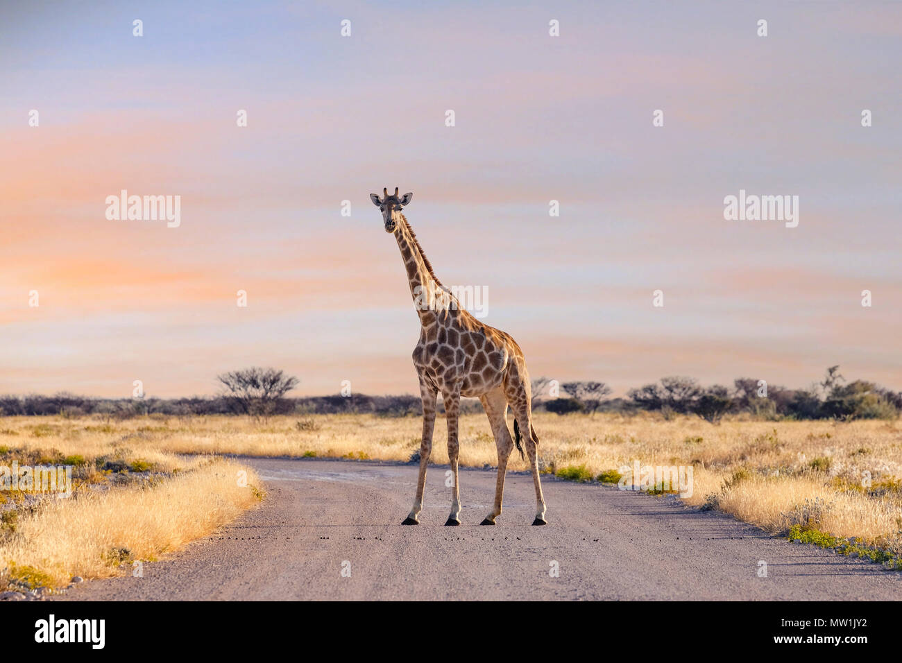 Parc National d'Etosha, Namibie, Afrique Banque D'Images
