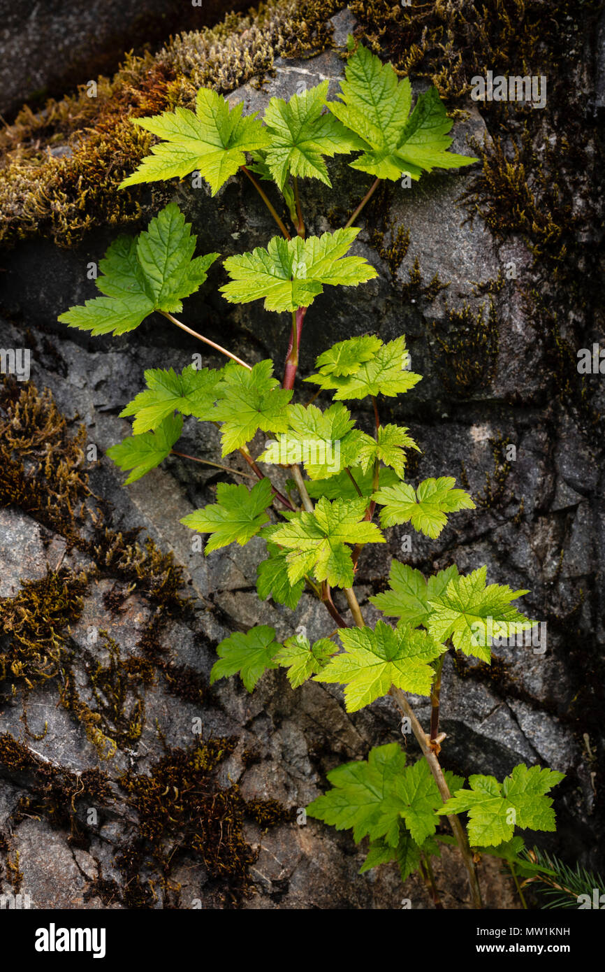 Groseille (Ribes triste) plante qui pousse le long du bord de la roche dans la forêt nationale de Chugach Centre Sud de l'Alaska. Banque D'Images