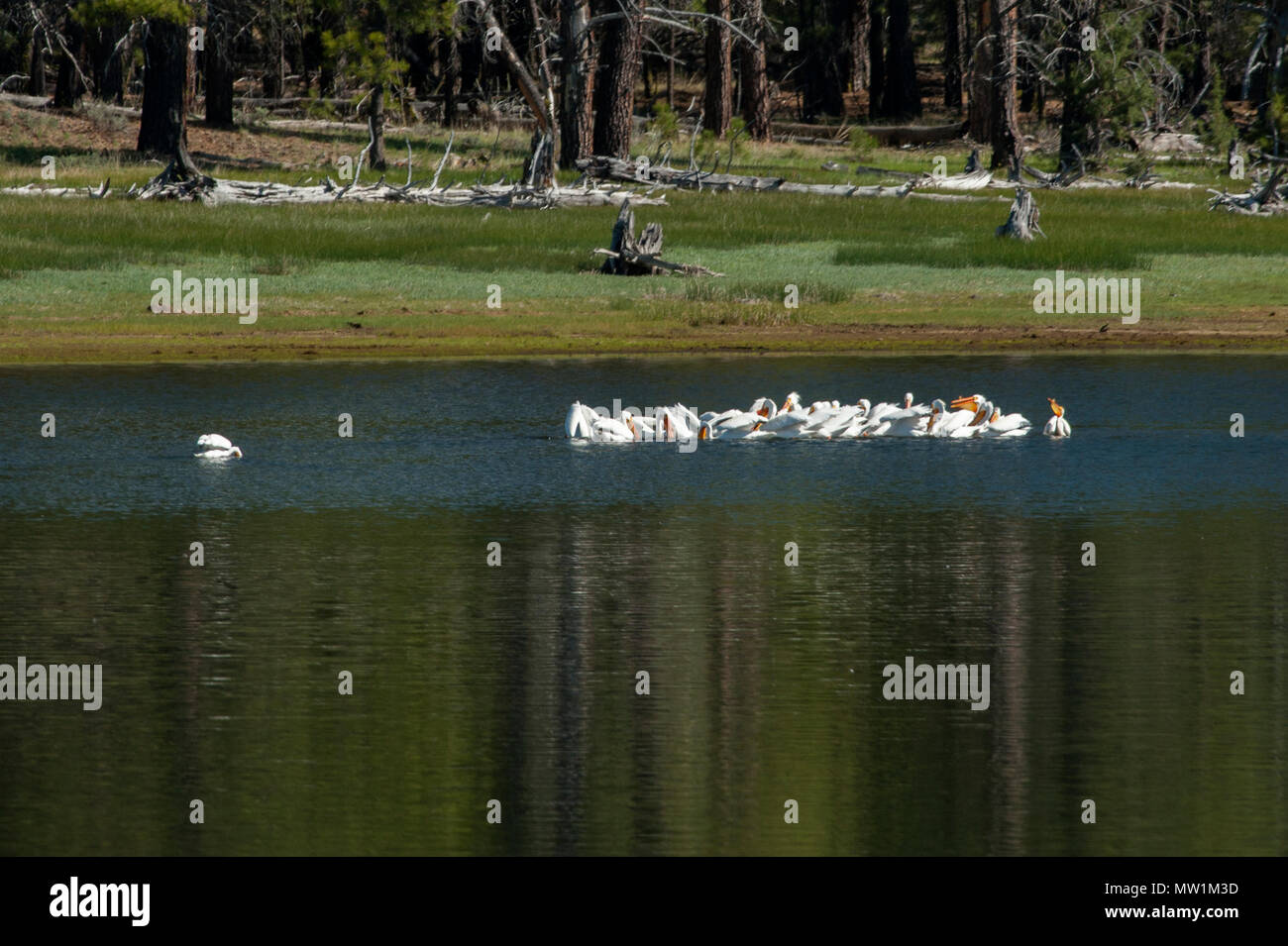 Un troupeau de pélicans (Pelecanus erythrorhynchos) sur le réservoir de Thompson dans le centre-est de l'Oregon Banque D'Images