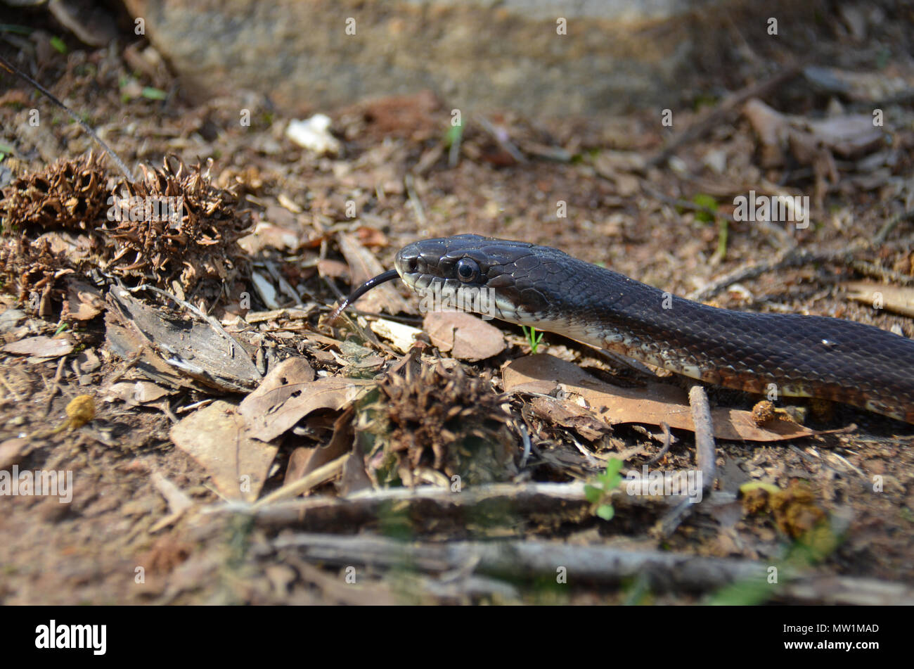 Un serpent non venimeux trouvé ici dans la campagne du nord-est de la Géorgie, USA Banque D'Images