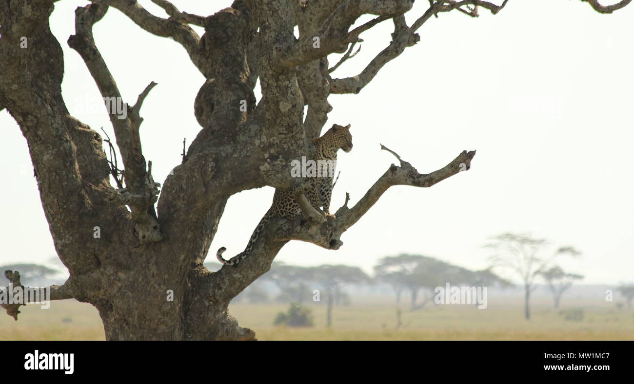 Leopard assis dans un arbre, face à la savane Banque D'Images