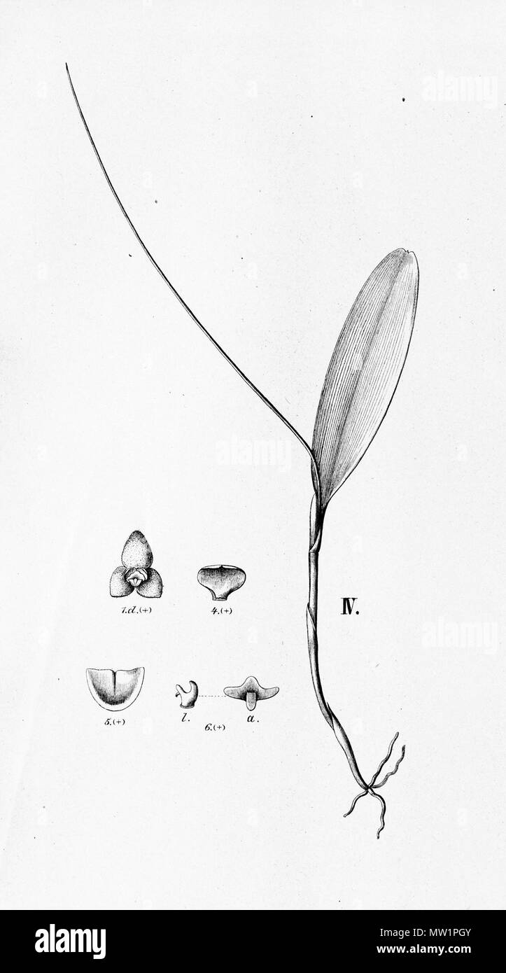 . Illustration du Stelis comme papaquerensis (syn. Didr.)) Stelis . Entre 1893 et 1896. Alfred Cogniaux (1841 - 1916) 575 papaquerensis Stelis Stelis (didr.)- à partir de la découpe Fl.Br. 3-4-81 Banque D'Images