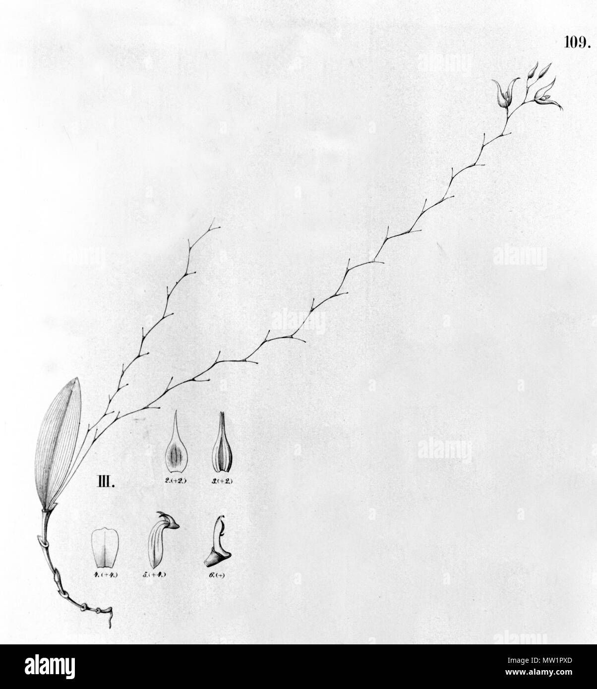 . Illustration de Trichosalpinx montana (comme syn. Pleurothallis) quartzicola . Entre 1893 et 1896. Alfred Cogniaux (1841 - 1916) 615 Le montana (Trichosalpinx comme quartzicola Pleurothallis) -à partir de la découpe Fl.br.3-4-109-fig III Banque D'Images